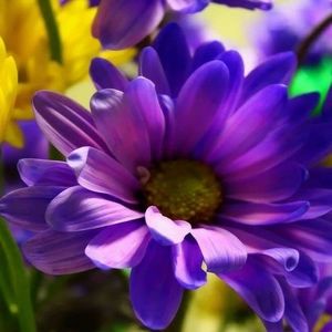 Meet your Posher, Dina